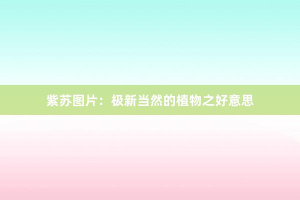 紫苏图片：极新当然的植物之好意思